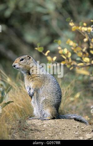 Arktischen Ziesel aufrecht sitzend Stockfoto