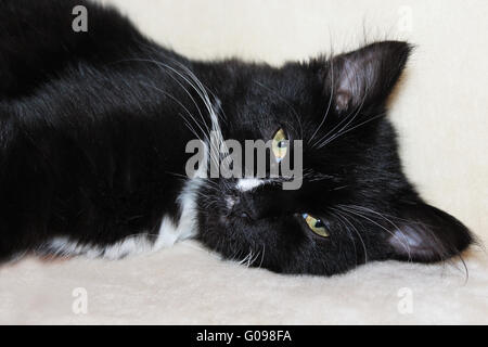 Schwarz und schön Katze schläft auf dem sofa Stockfoto