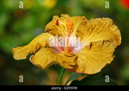 Goldene Hibiskusblüten hautnah Stockfoto