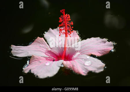 Hibiskus-Blume auf dem Wasser schwimmt Stockfoto