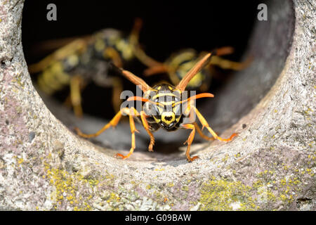 Wespe vor das nest Stockfoto