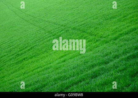 Diagonale Strecken durch eine saftig grüne Wiese Gras Stockfoto