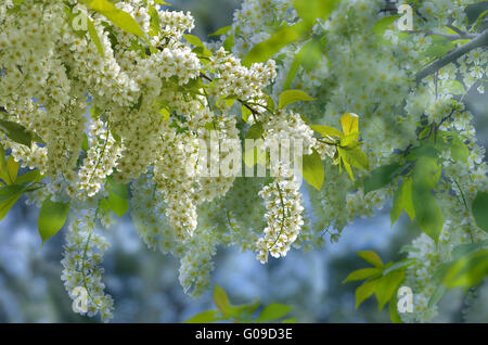 Aroma der Kirschblüte Stockfoto