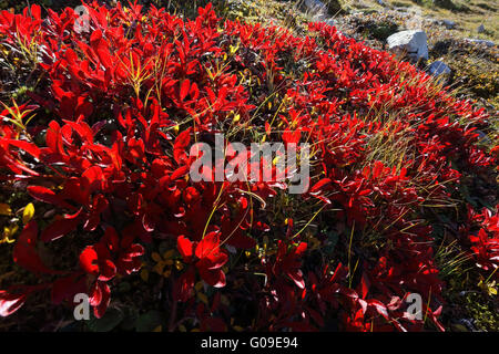 Salix Herbacea, Zwerg Willow im Herbstlaub Stockfoto