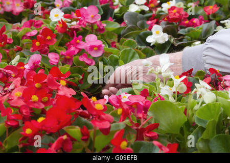 Hand des Kunden jährliche Blumen in einem Einzelhandel Kindergarten auswählen. Stockfoto