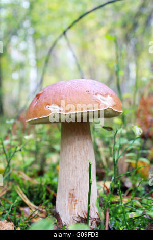 schöne und kleine Cep wächst in den Wald-mos Stockfoto