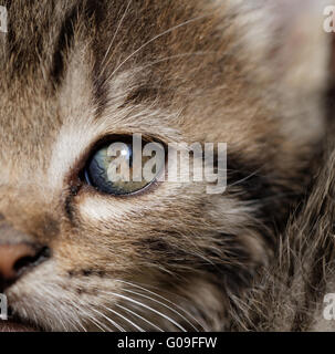 Close-up Portrait von Tabby Hauskatze - Makro Stockfoto