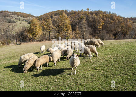Schafherde auf Alm im sonnigen Herbst Stockfoto