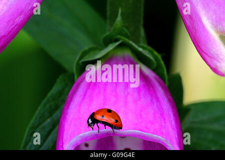 Exquisite Lady Stockfoto