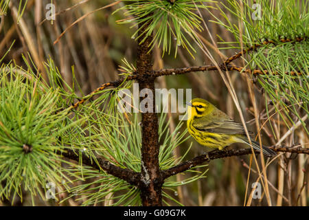 Prairie Warbler Stockfoto