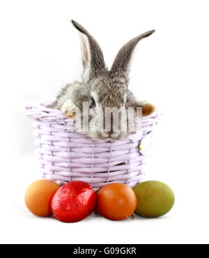 Flauschige graue Kaninchen im Korb mit Ostereiern isoliert auf weiss Stockfoto