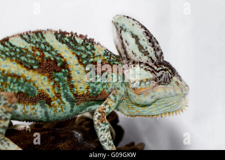 Ein Jemenchamäleon starrt die Kamera (Chamaeleo Calyptratus) Stockfoto