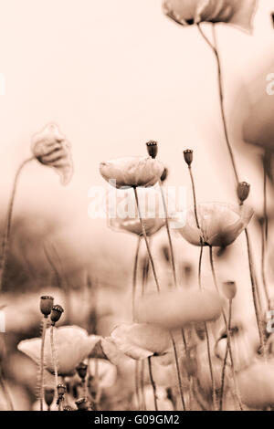 Rote Mohnblumen blühen auf der wilden Wiese - Sepia-Farbton Stockfoto