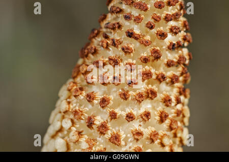 Spore-Kegel von einem Feld Schachtelhalm Stockfoto