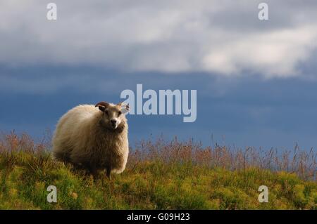 Isländische Schafe im Süden von Island Stockfoto