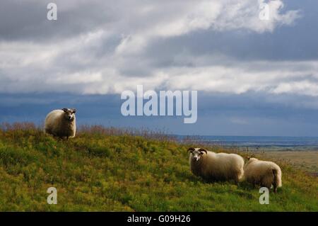 Isländische Schafe im Süden von Island Stockfoto