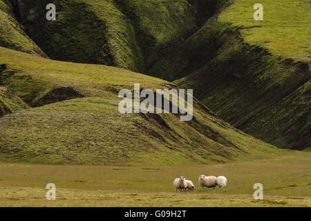 Isländische Schafe in der Nähe von Landmannalaugar, Island Stockfoto