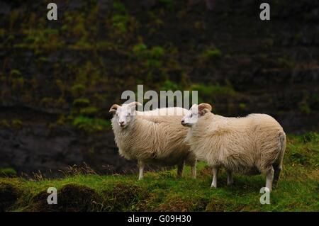 Isländische Schafe in der Nähe von Haifoss, Island Stockfoto