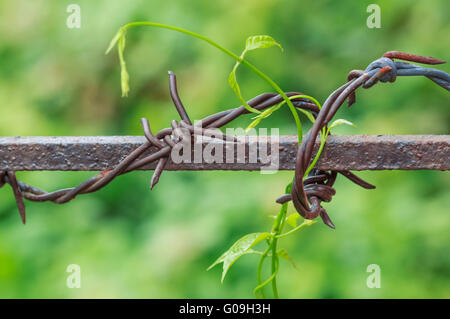 Stacheldraht in der Natur Hintergrund unscharf Stockfoto