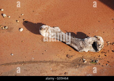 Verwitterte Knochen zu nagen, auf rostigen Metall Oberfläche Hinterg Stockfoto