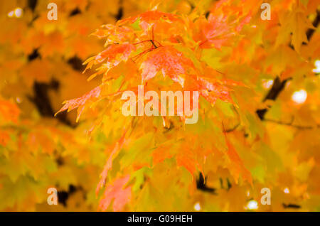 Herbstfarben im südlichen Stadtgrenze Ende November Stockfoto