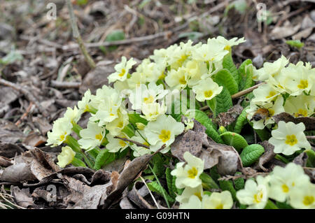 ersten Primeln im Frühjahr mit Biene Stockfoto