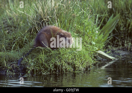 Bisamratte Futtersuche auf einem pondside Stockfoto