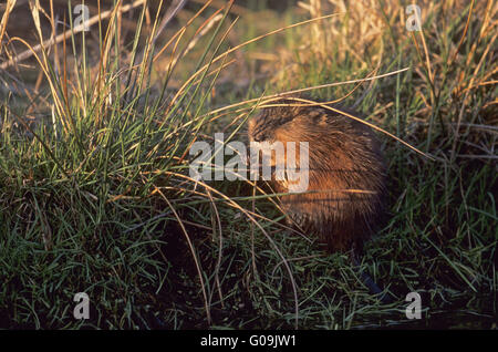 Bisamratte Futtersuche auf einem pondside Stockfoto