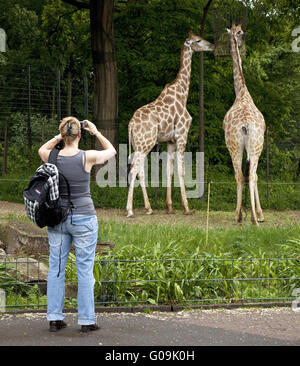 Eine Frau fotografiert Giraffe im Zoo Dortmund. Stockfoto