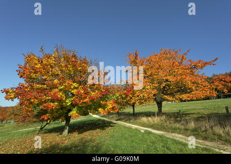 Kirschbaum und Kastanienbaum im Herbst, Deutschland Stockfoto