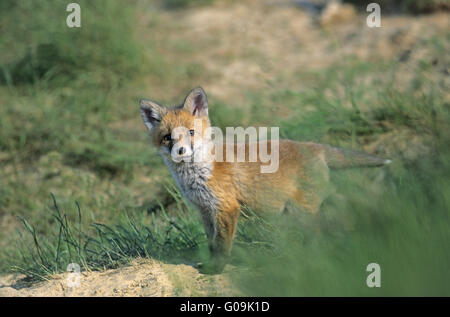 Red Fox Kit stand vor Den foxs Stockfoto