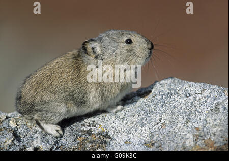 Collared Pika Warnung auf einem Felsen sitzen Stockfoto