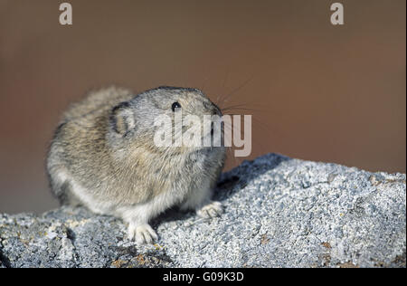 Collared Pika Warnung auf einem Felsen sitzen Stockfoto