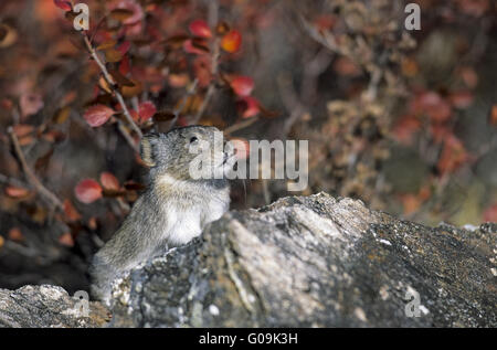 Collared Pika Warnung auf einem Felsen sitzen Stockfoto