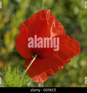 Papaver Rhoeas, Klatschmohn, Mais-Rose, Feld Mohn Stockfoto