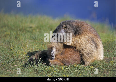 Alpine Marmot junge Pflege Stockfoto