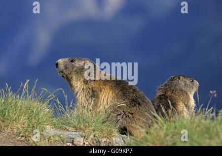 Alpine Marmot und junge Murmeltiere vor Fuchsbau Stockfoto