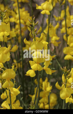 Spartium Junceum, Ginsters, Weber-Besen Stockfoto