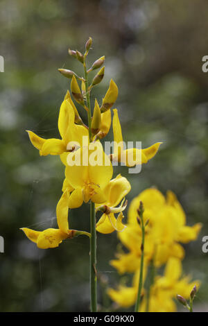 Spartium Junceum, Ginsters, Weber-Besen Stockfoto