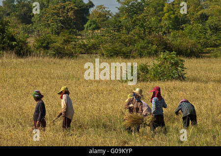 Arbeiter ernten von Reis, Battambang, Kambodscha Stockfoto