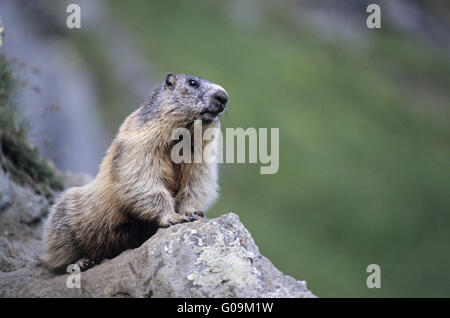 Alpine Marmot sitzen Warnung auf seine Wächter Stockfoto