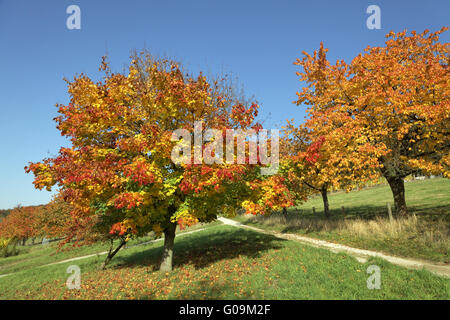 Kirschbaum und Ahorn im Herbst, Hagen, Deutschland Stockfoto