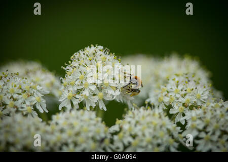 Frühe Mining Bee (Andrena Haemorrhoa) sammeln Pollen auf Schafgarbe Wildblumen 1 Stockfoto