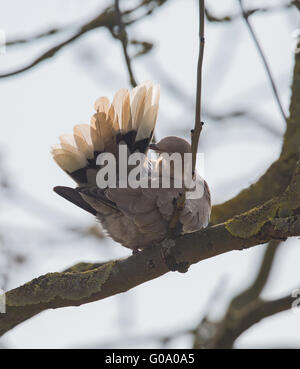 Collared Dove (Streptopelia Decaocto) in die Sonne putzen Stockfoto