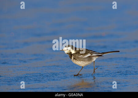 Trauerschnäpper Bachstelze Motacilla Alba Fütterung auf gefrorenen Küsten Pool winter Stockfoto