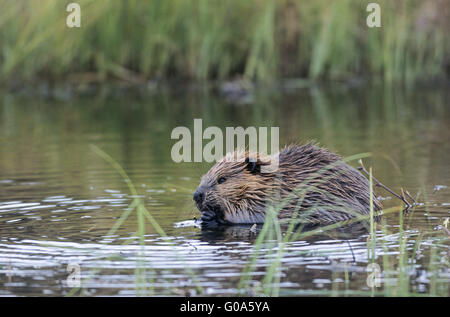 North American Beaver Kit Fütterung an pondside Stockfoto