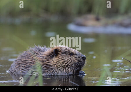 North American Beaver Kit Fütterung an pondside Stockfoto