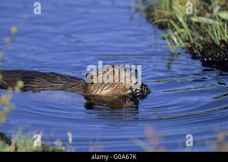 Amerikanischen Beaver Kit Fütterung Weidenruten Stockfoto