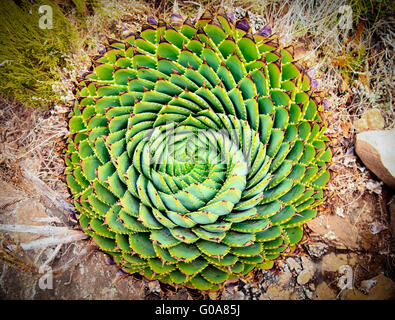 Spiral-Aloe Stockfoto