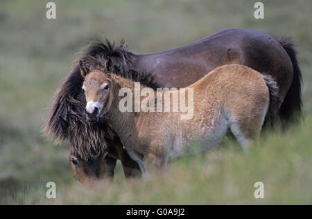 Exmoor Pony Stute und Fohlen in den Dünen Stockfoto